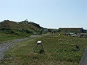 NFLD_drive_to_and-viking_settlement 886